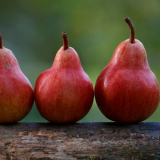 Kdy sklízet hrušky ke skladování v roce 2021?